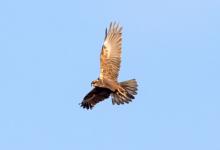   Marsh Harrier in Flight DM1874