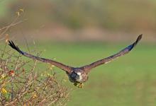  Common  Buzzard in Fllight DM1865