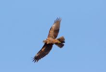  Marsh Harrier in Flight DM1873