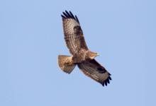 Buzzard in flight DM0062