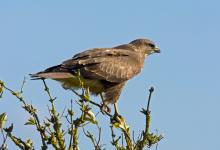 Common Buzzard DM0457