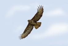 Common Buzzard in Flight DM0450