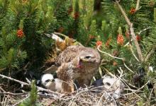 Common Buzzard with Chicks DM0455