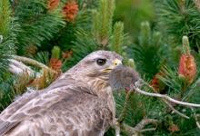 Common Buzzard with Vole DM0451