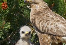 Common Buzzard witth Chick  DMO433