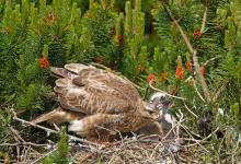 Common Buzzard witth Chick DM0456
