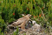 Common Buzzard witth Chicks  DM0434