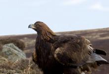 Golden Eagle  DM0447