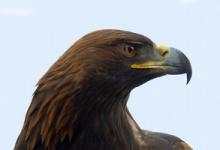 Golden Eagle  DM0448