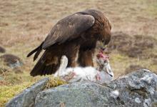 Golden Eagle DM0435