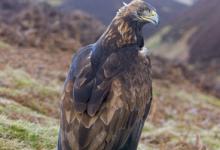 Golden Eagle on a Rock  DMO431