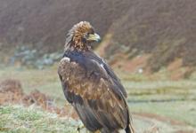 Golden Eagle on a Rock DM0436