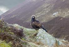 Golden Eagle on a Rock DM0442