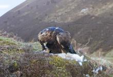 Golden Eagle on a White Hare  DMO432