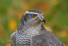 Goshawk 2