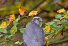 Goshawk DM0458