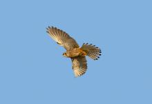 Kestrel Hawk in Flight 2 DM0059