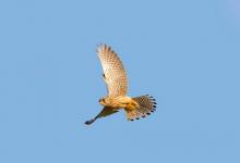 Kestrel Hawk in Flight DM0063