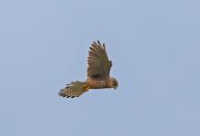 Kestrel Hovering DM1871