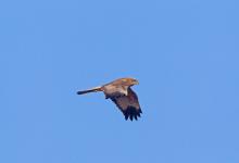 Marsh Harrier 4