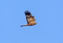 Marsh Harrier 3