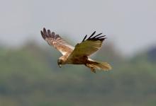 Marsh Harrier DM1527