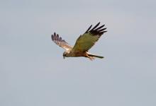 Marsh Harrier DM1528