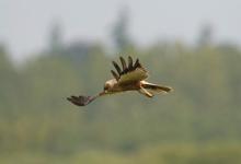 Marsh Harrier DM1529