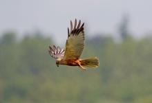 Marsh Harrier DM1530