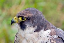 Peregrine Falcon DM0459