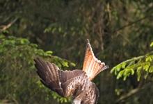 Red Kite