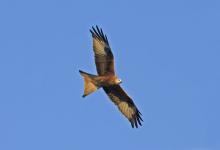 Red Kite 2