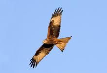 Red Kite