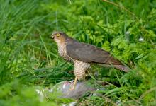 Sparrow Hawk on a Wood Pigeon DM1479