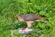 Sparrow Hawk on a Wood Pigeon DM1481