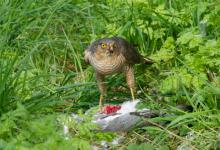 Sparrow Hawk on a Wood Pigeon DM1482