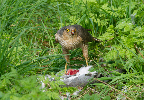 Sparrow Hawk on a Wood Pigeon DM1482
