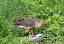 Sparrow Hawk on a Wood Pigeon DM1483