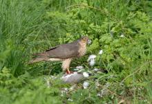 Sparrow Hawk on a Wood Pigeon DM1484
