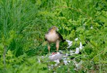 Sparrow Hawk on a Wood Pigeon DM1485