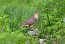 Sparrow Hawk on a Wood Pigeon DM1486