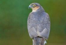 Sparrowhawk  DM0446