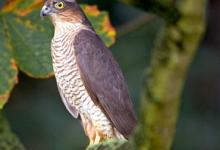 Sparrowhawk DM0439