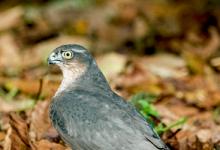 Sparrowhawk DM0463