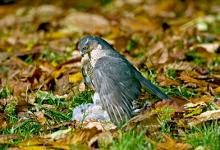 Sparrowhawk with Grey Partridge  DM0445