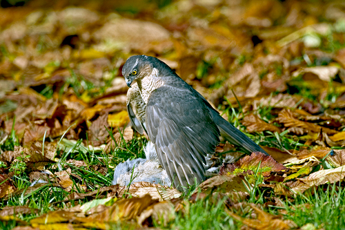 Sparrowhawk with Grey Partridge  DM0445