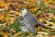 Sparrowhawk with Grey Partridge DM0440