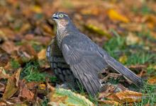 Sparrowhawk with Grey Partridge DM0462