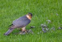 Sparrowhawk with a Starling DM0461