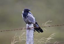   Hooded Crow DM0893